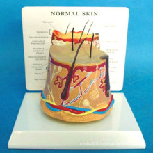 Human Anatomy Skin Model for Medical Teaching (R160112)